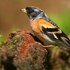 The Living Forest (748) : Brambling