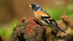 The Living Forest (748) : Brambling