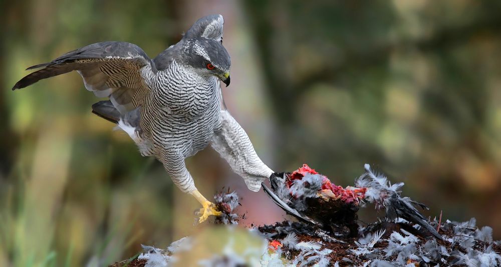 The Living Forest (749) : Northern Goshawk