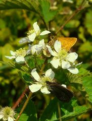 The Living Forest (75) : Large Skipper & Ringlet