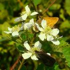 The Living Forest (75) : Large Skipper & Ringlet