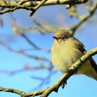 The Living Forest (750) : Iberian Chiffchaff