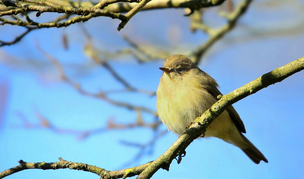 The Living Forest (750) : Iberian Chiffchaff