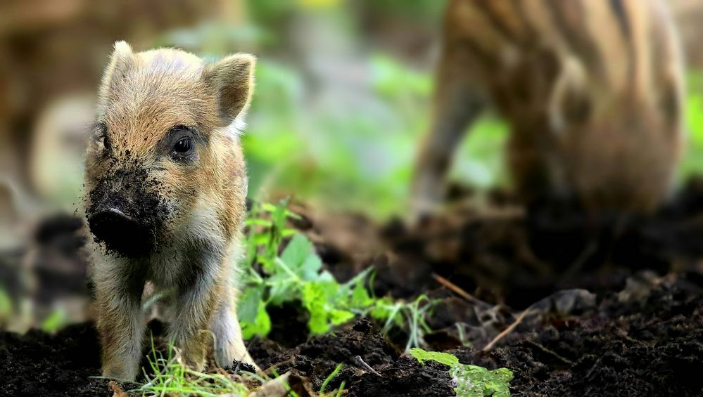 The Living Forest (751) : Wild Boar piglets