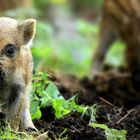 The Living Forest (751) : Wild Boar piglets