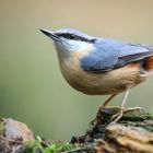 The Living Forest (752) : Nuthatch