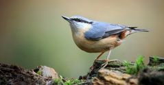 The Living Forest (752) : Nuthatch