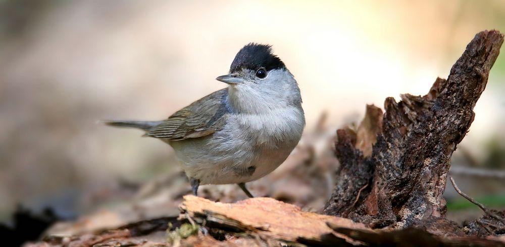 The Living Forest (754) : Blackcap