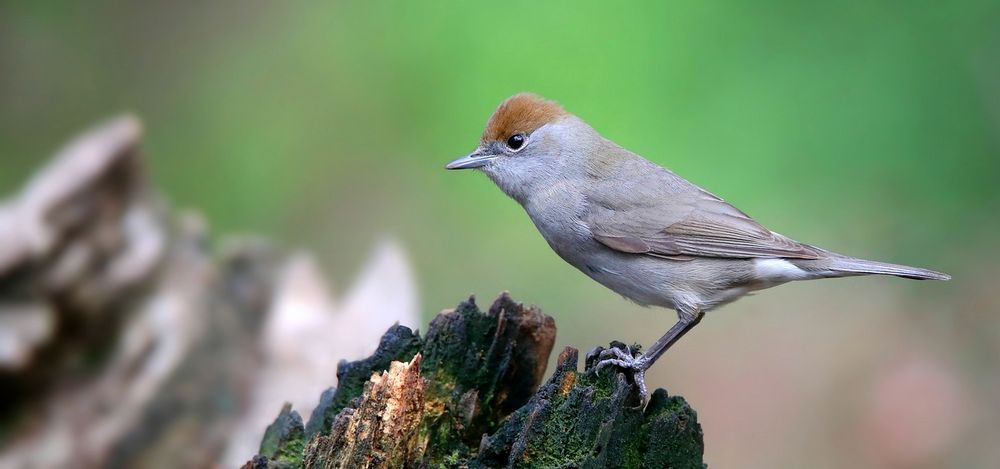 The Living Forest (755) : Blackcap