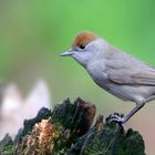 The Living Forest (755) : Blackcap