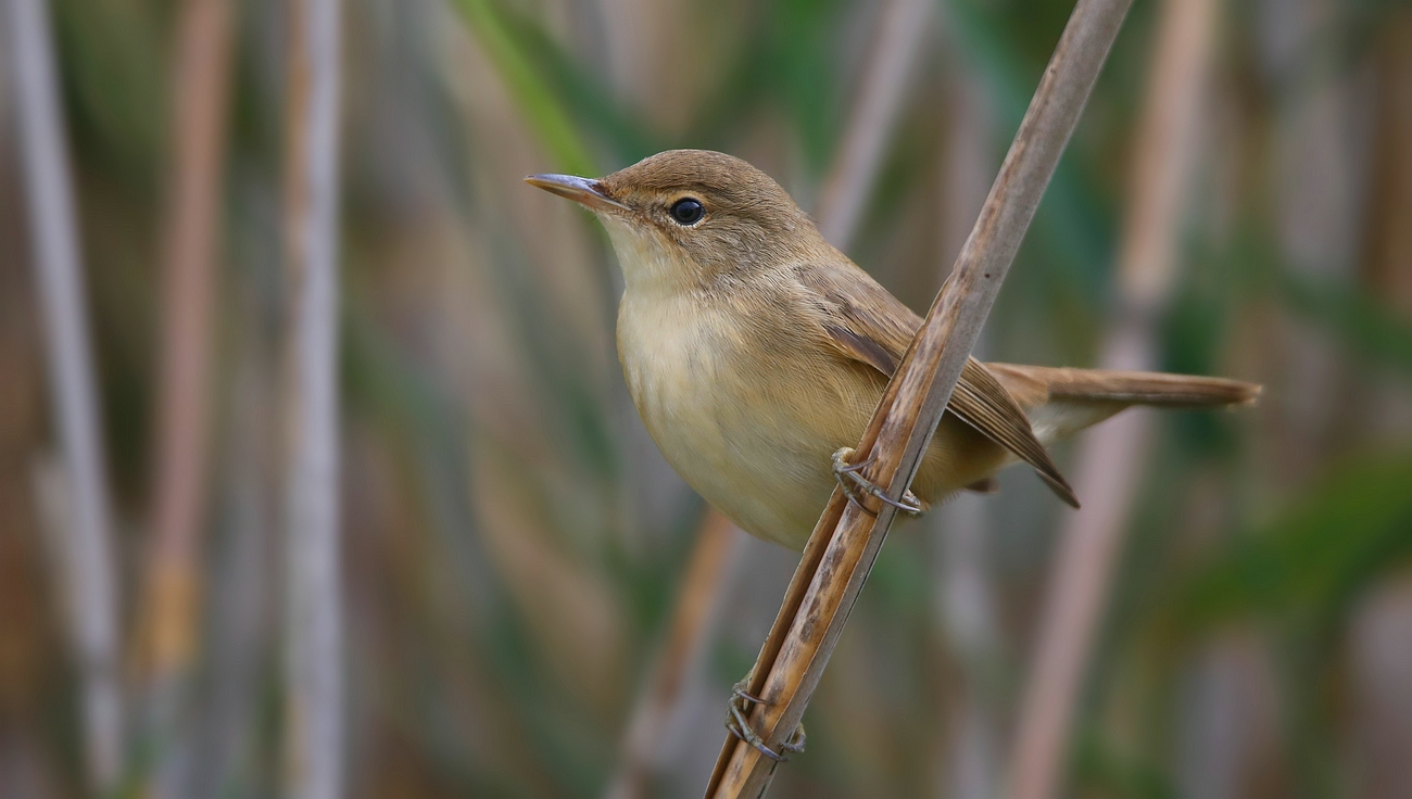 The Living Forest (756) : Reed Warbler