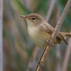 The Living Forest (756) : Reed Warbler