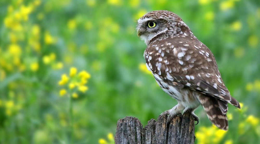 The Living Forest (757) : Little Owl