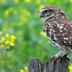 The Living Forest (757) : Little Owl