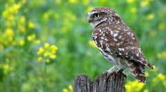 The Living Forest (757) : Little Owl