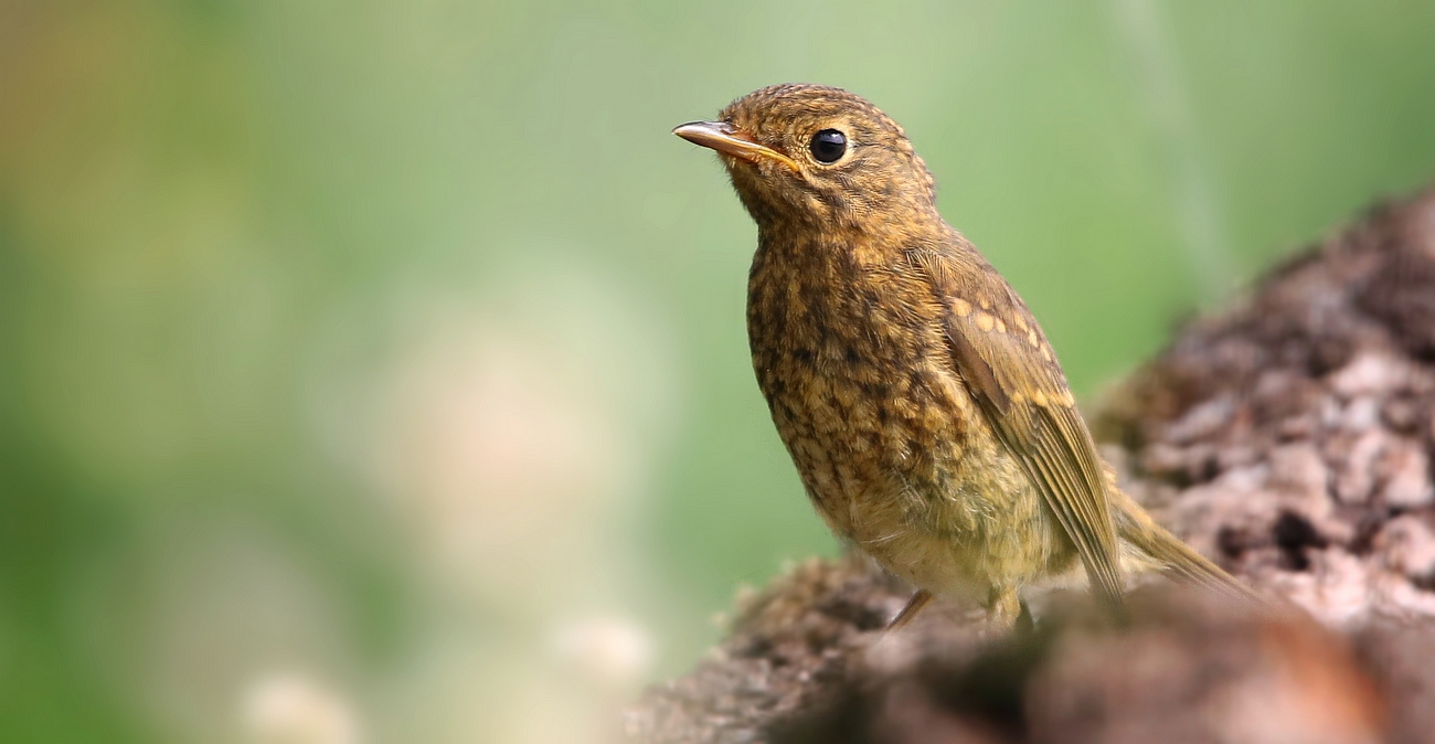 The Living Forest (758) : juvenile Robin