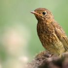 The Living Forest (758) : juvenile Robin