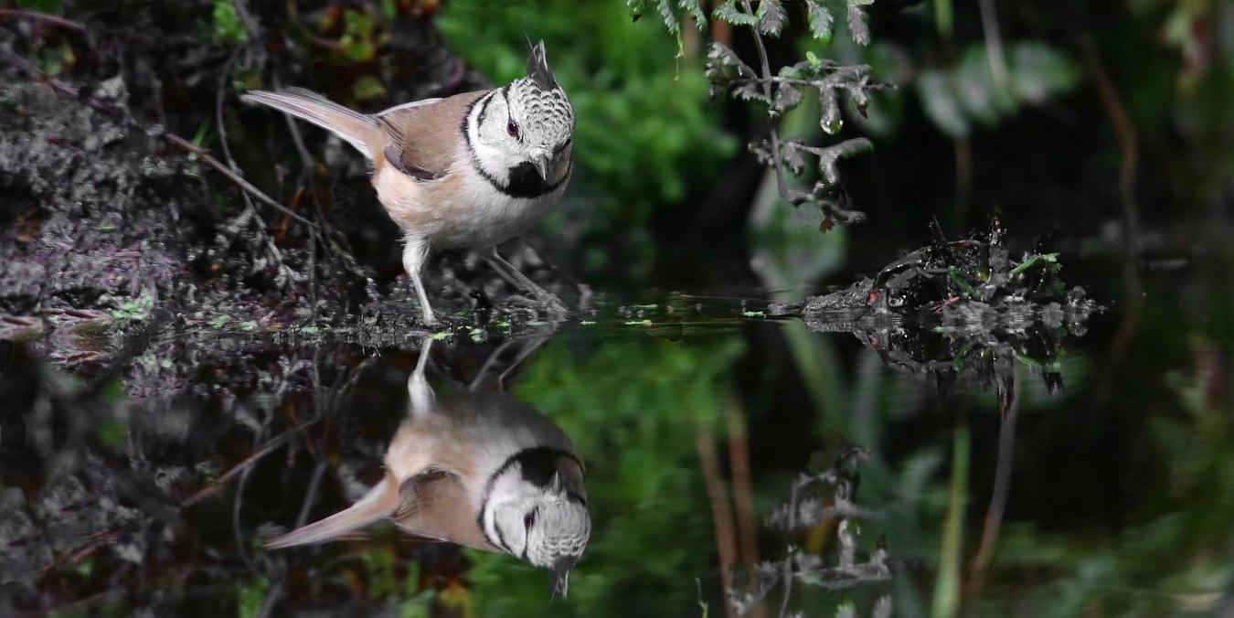 The Living Forest (759) : Crested Tit