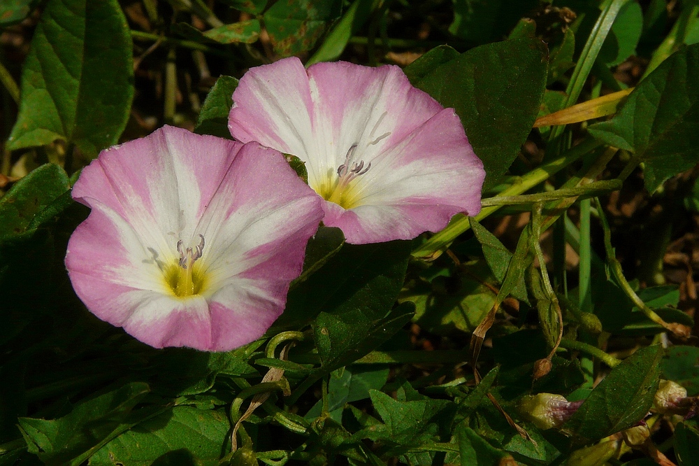 The Living Forest (76) : Field Bindweed