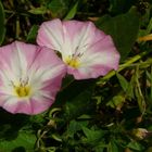 The Living Forest (76) : Field Bindweed