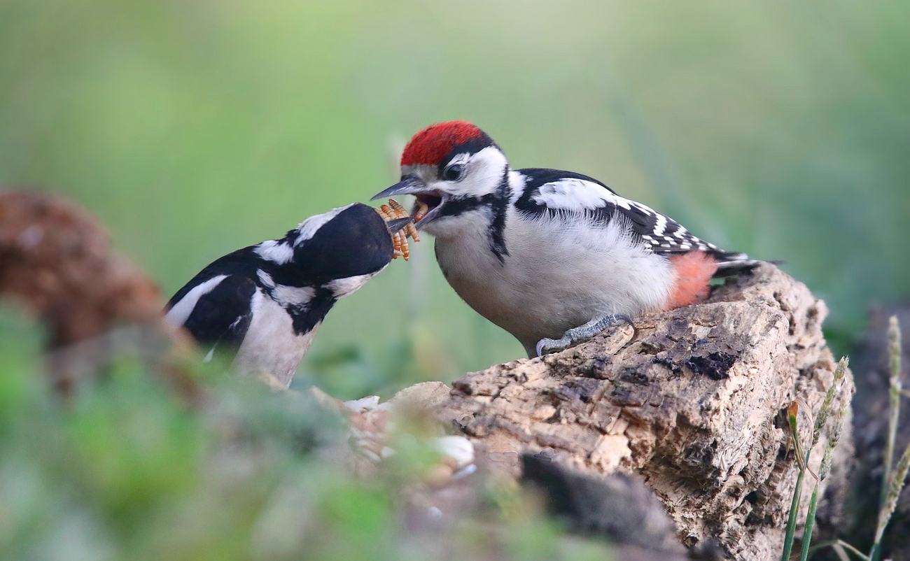 The Living Forest (760) : Great Spotted Woodpecker