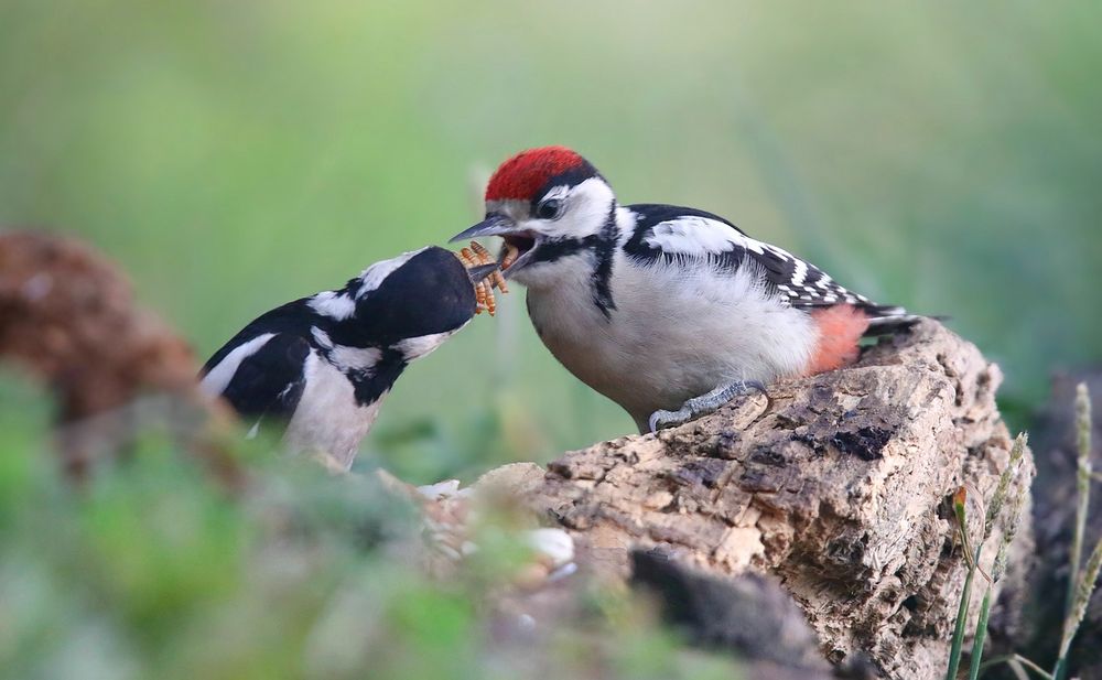 The Living Forest (760) : Great Spotted Woodpecker