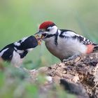 The Living Forest (760) : Great Spotted Woodpecker