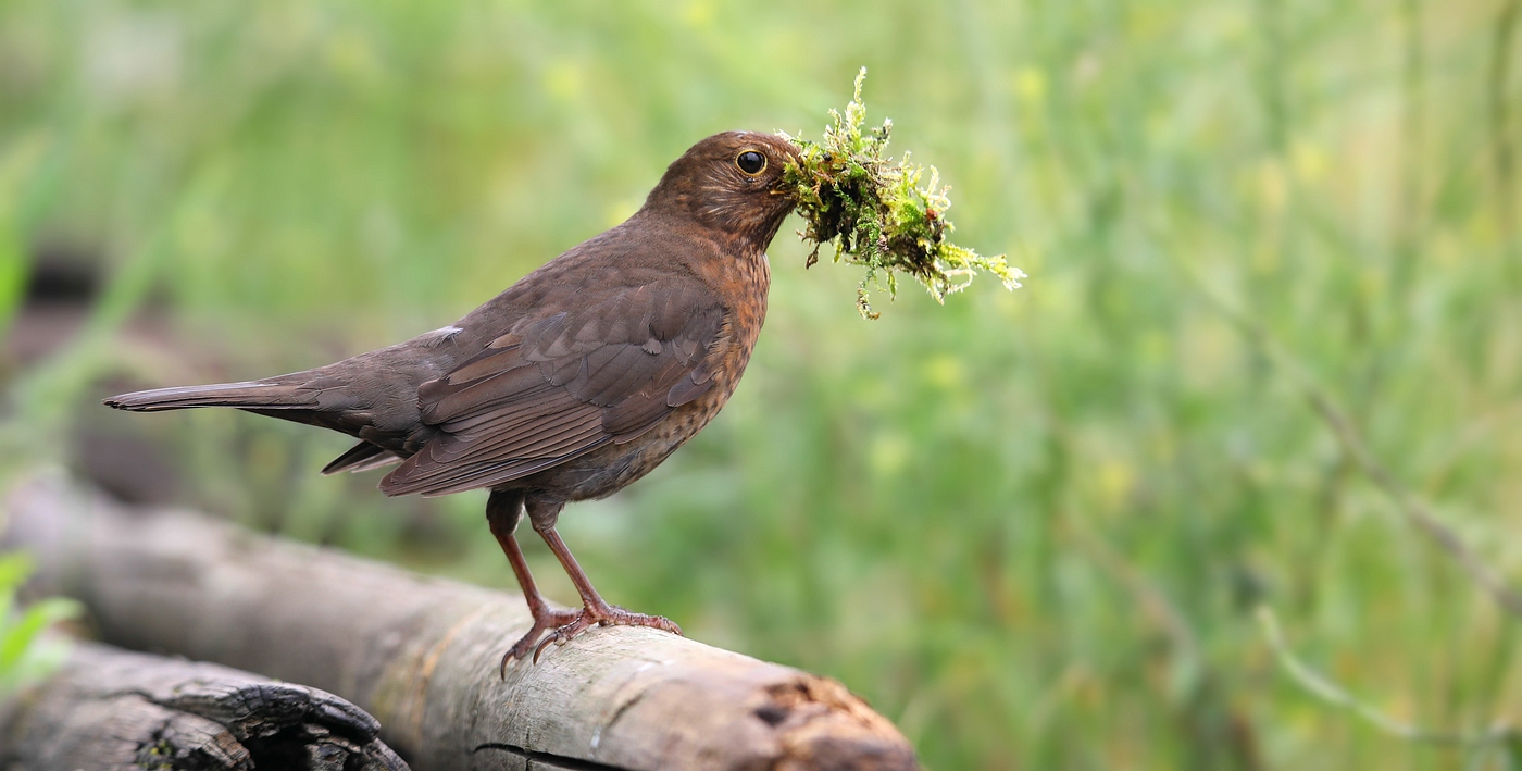 The Living Forest (761) : Blackbird