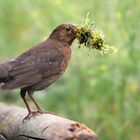 The Living Forest (761) : Blackbird