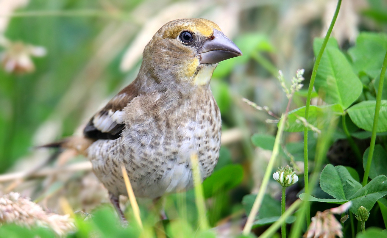 The Living Forest (762) : Hawfinch