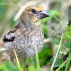 The Living Forest (762) : Hawfinch