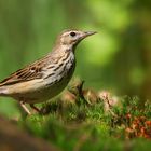 The Living Forest (763) : Tree Pipit