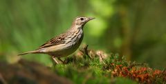 The Living Forest (763) : Tree Pipit