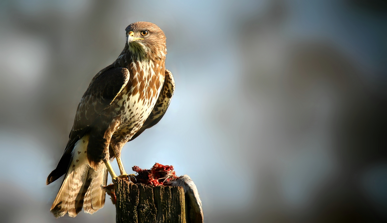 The Living Forest (764) : Buzzard