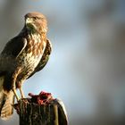 The Living Forest (764) : Buzzard