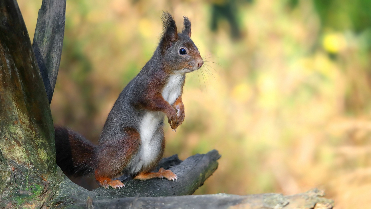 The Living Forest (765) : Red Squirrel