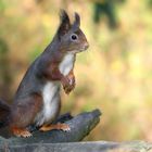 The Living Forest (765) : Red Squirrel