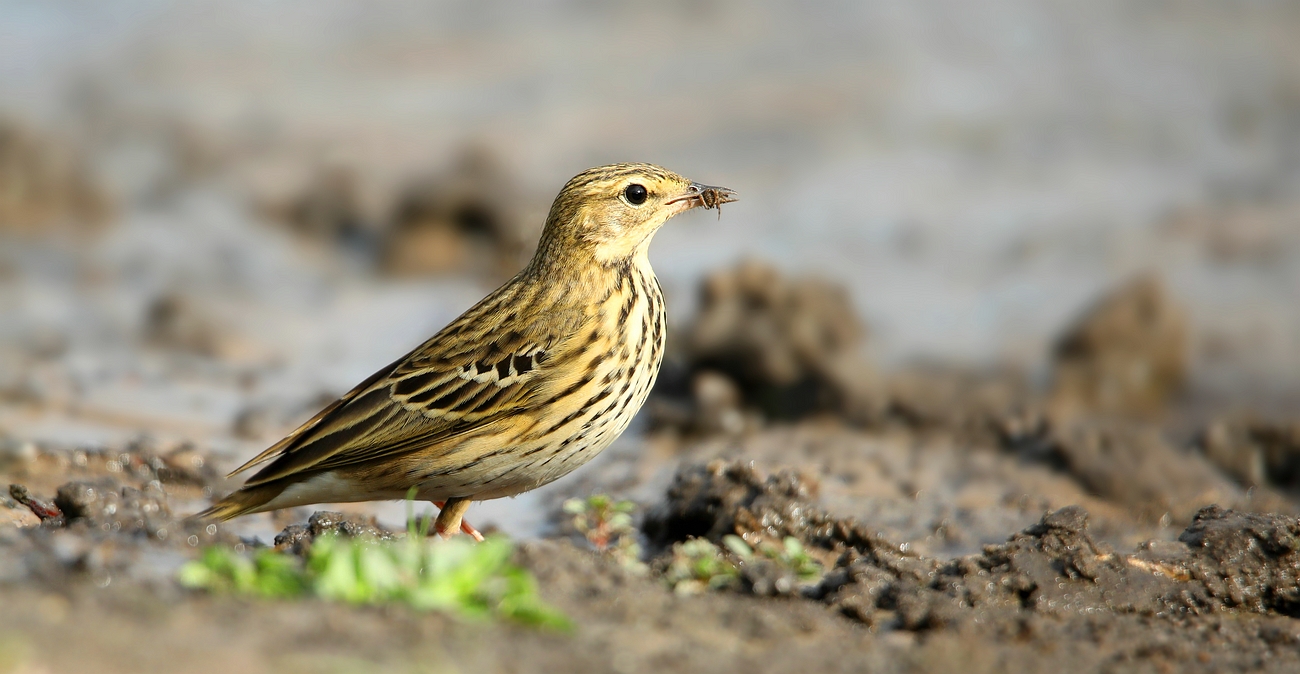 The Living Forest (766) : Tree Pipit