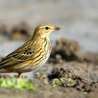 The Living Forest (766) : Tree Pipit