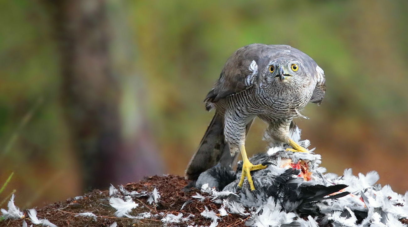 The Living Forest (767) : Northern Goshawk