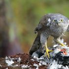 The Living Forest (767) : Northern Goshawk