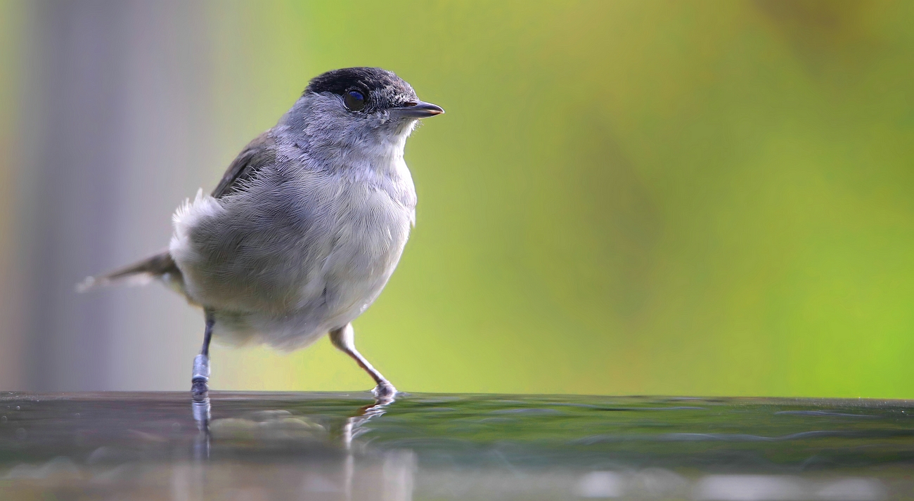 The Living Forest (769) : Blackcap