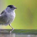 The Living Forest (769) : Blackcap