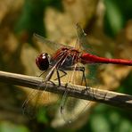 The Living Forest (77) : Ruddy Darter (male)