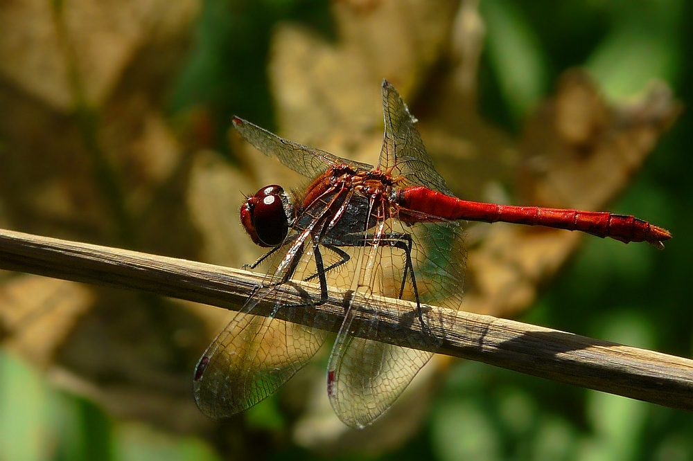 The Living Forest (77) : Ruddy Darter (male)