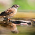 The Living Forest (771) : Dunnock