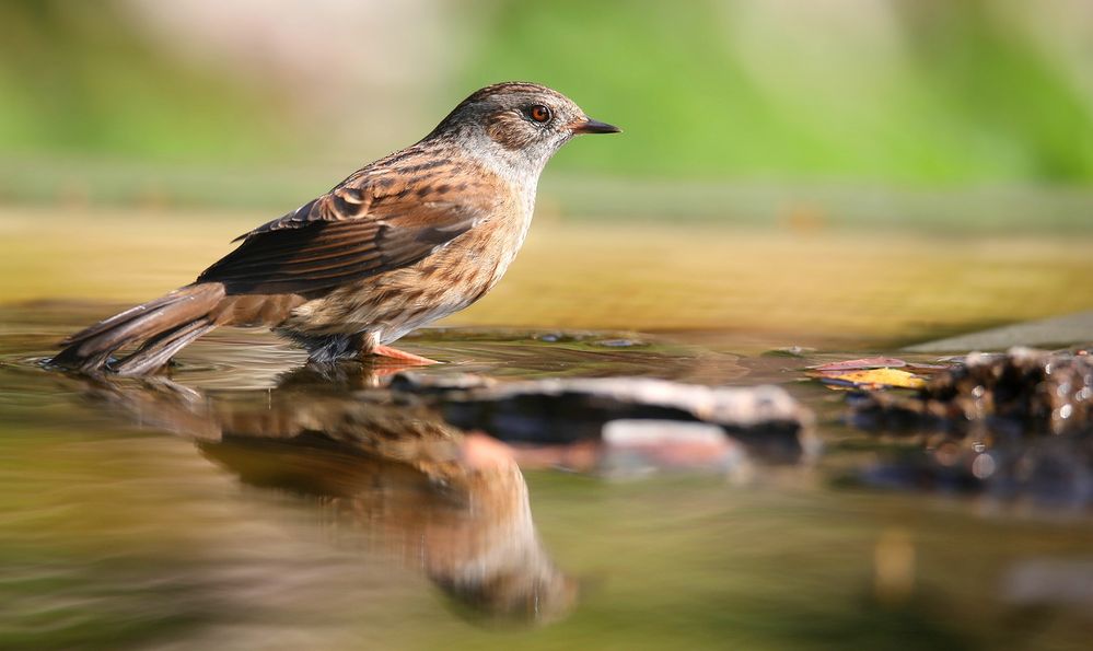 The Living Forest (771) : Dunnock