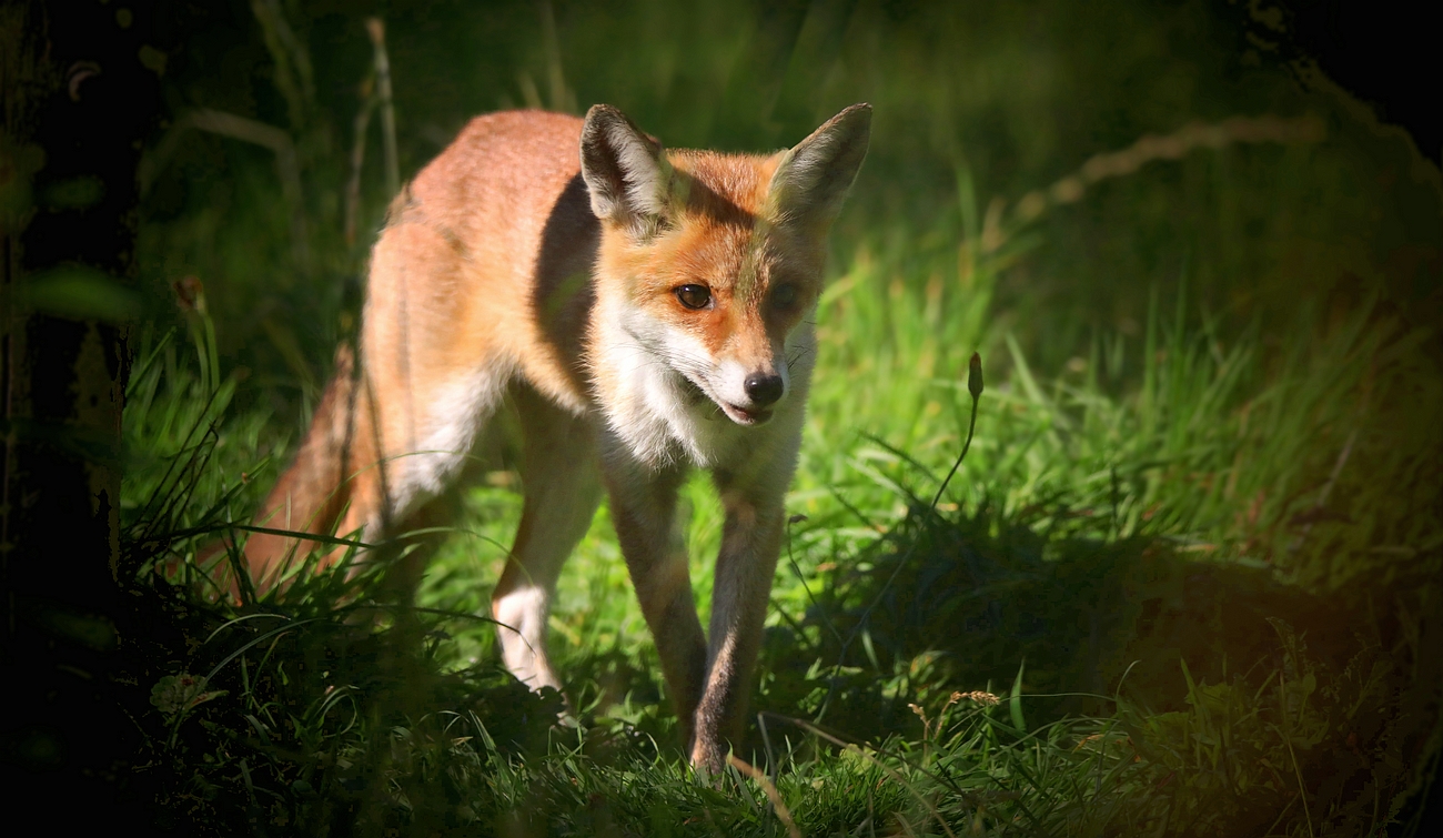 The Living Forest (772) : Red Fox