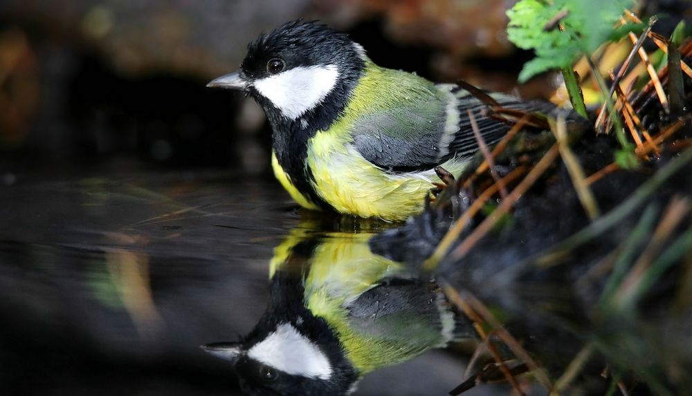 The Living Forest (773) : Great Tit