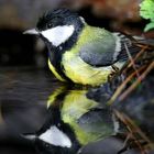 The Living Forest (773) : Great Tit